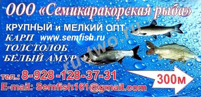 ООО «Семикаракорская рыба» Оптовая и розничная продажа товарной живой рыбы карп, толстолобик