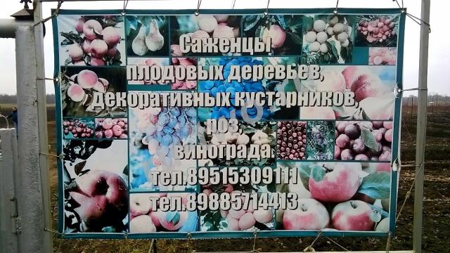 Плодопитомник, саженцы плодовых деревьев, винограда.  г. Семикаракорск
